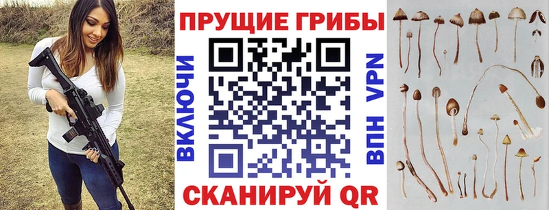 Галлюциногенные грибы Psilocybe  закладка  Южно-Сухокумск 
